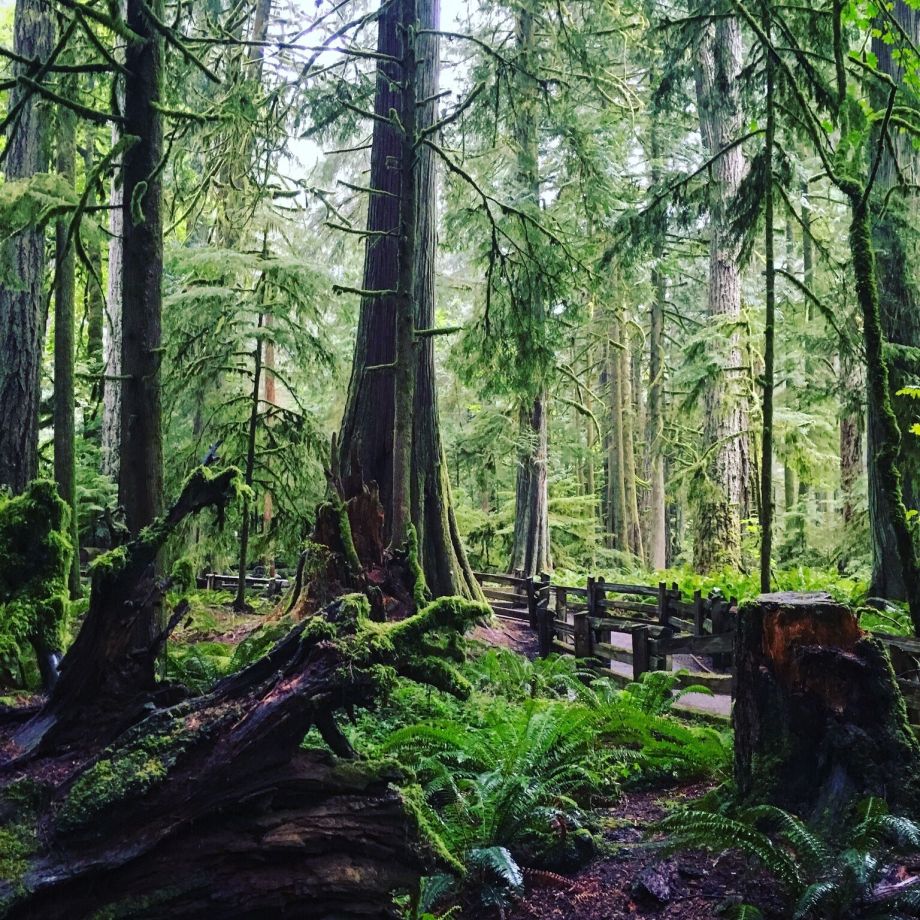 cathedral-grove-2-moderndaynomads-com