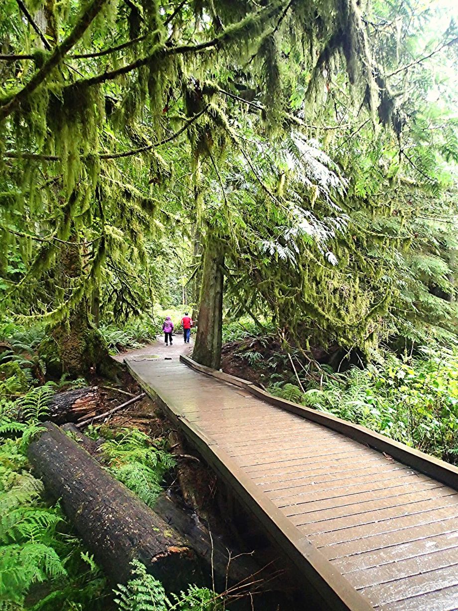 cathedral-grove-moderndaynomads-com