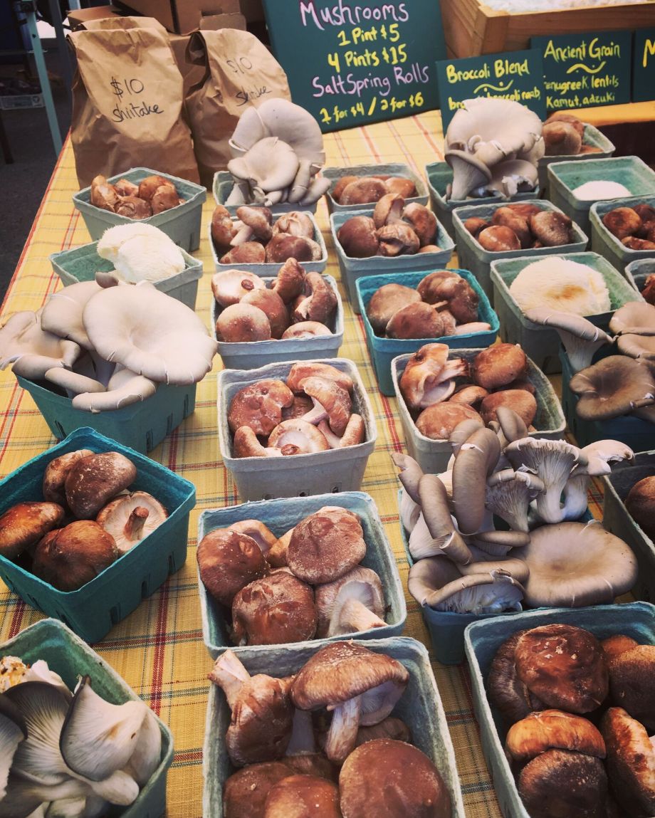 salt-spring-mushroomtopia-moderndaynomads-com